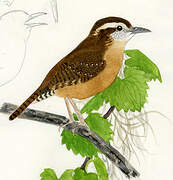 Carolina Wren