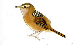 Grass Wren