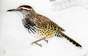 Cactus Wren