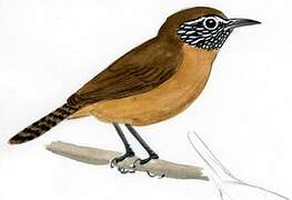 Rufous-breasted Wren