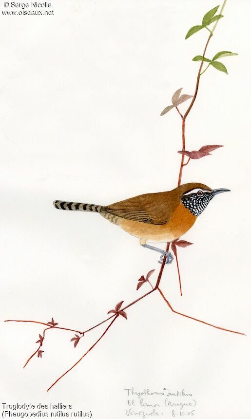 Rufous-breasted Wren, identification