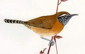 Rufous-breasted Wren