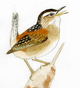 Marsh Wren