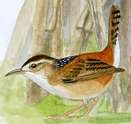 Marsh Wren