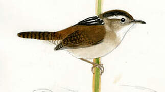 Marsh Wren