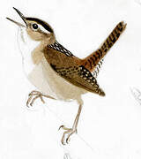 Marsh Wren