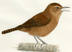 House Wren