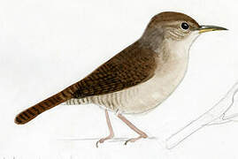 House Wren