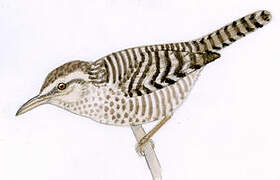 Fasciated Wren