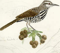 Thrush-like Wren