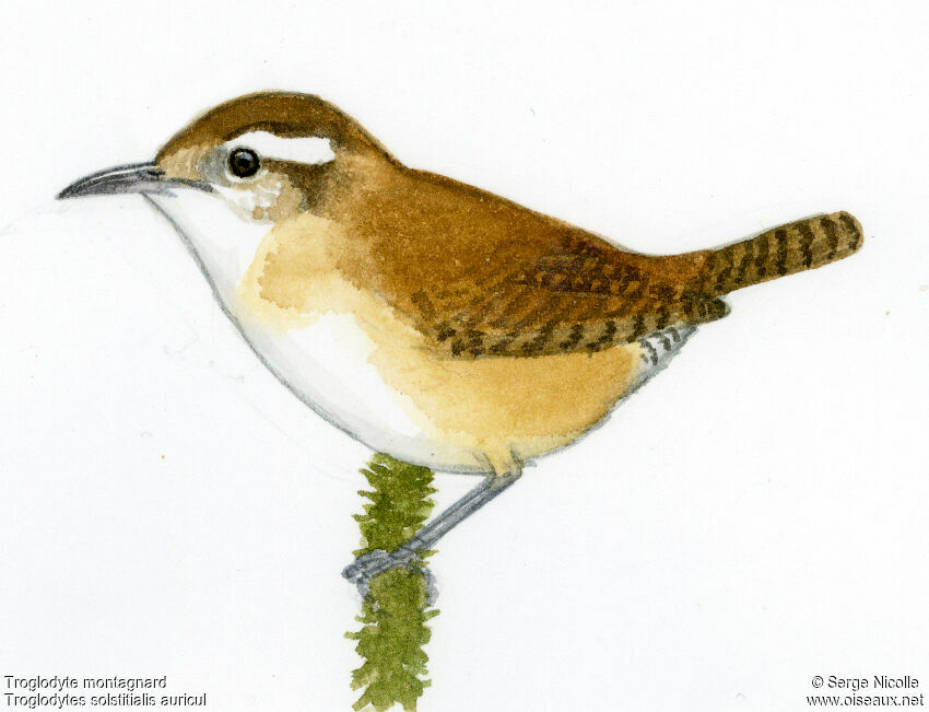 Mountain Wren, identification