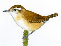 Mountain Wren