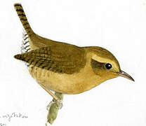 Mountain Wren