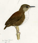 Southern Nightingale-Wren