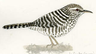 Grey-barred Wren