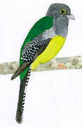 Gartered Trogon