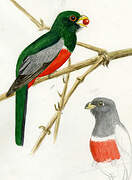 Black-tailed Trogon