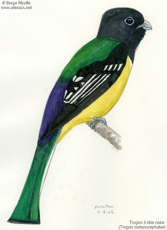 Black-headed Trogon, identification