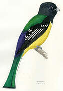 Black-headed Trogon