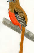 Red-headed Trogon