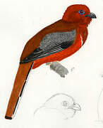 Red-headed Trogon