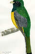 Trogon aurore