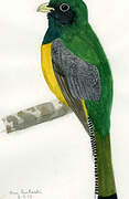 Amazonian Black-throated Trogon