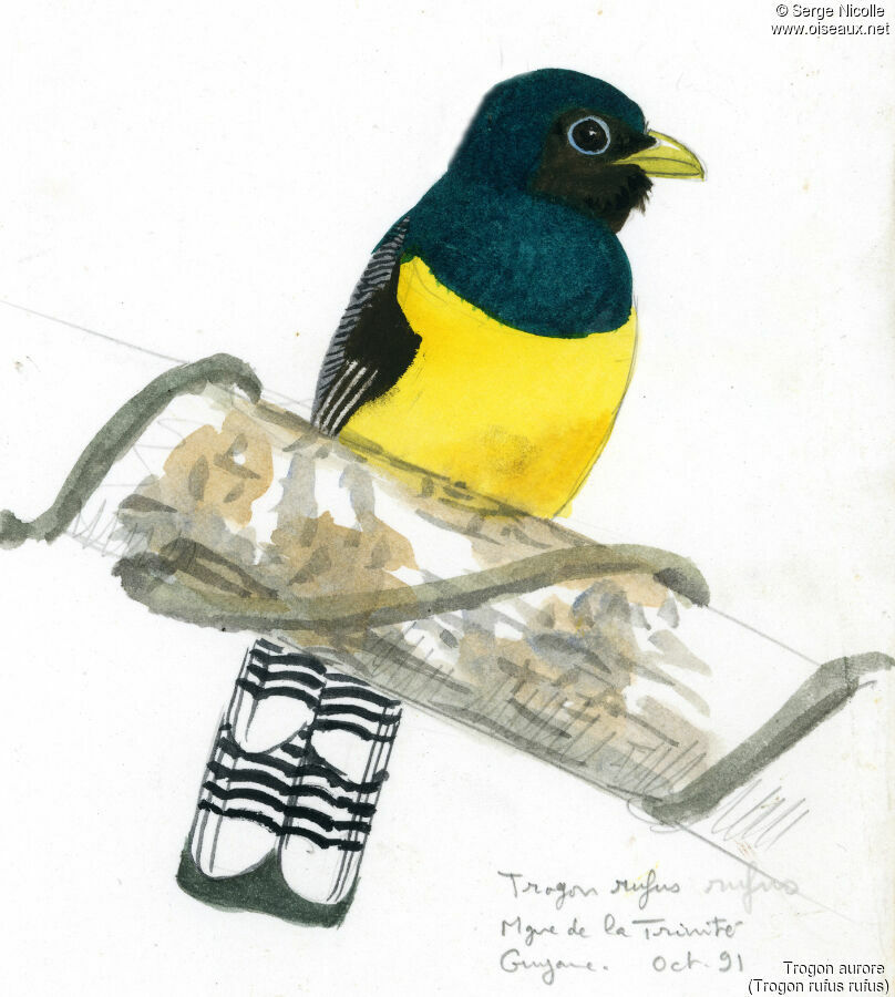 Black-throated Trogon, identification