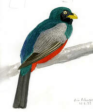 Trogon aux yeux blancs