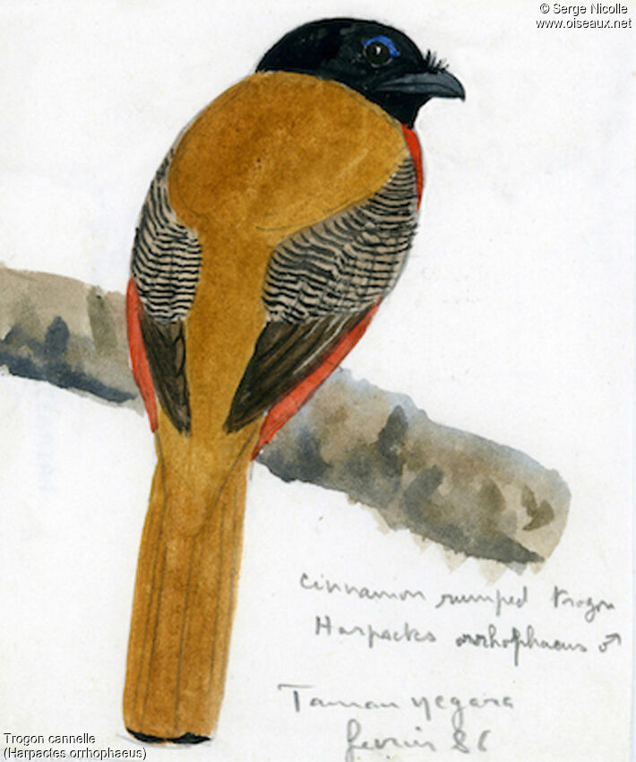 Cinnamon-rumped Trogon male, identification