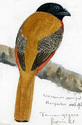 Trogon cannelle