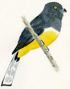 Citreoline Trogon