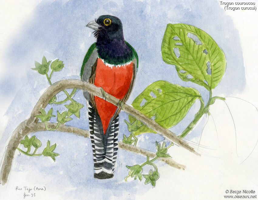 Blue-crowned Trogon male, identification