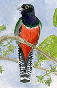 Blue-crowned Trogon