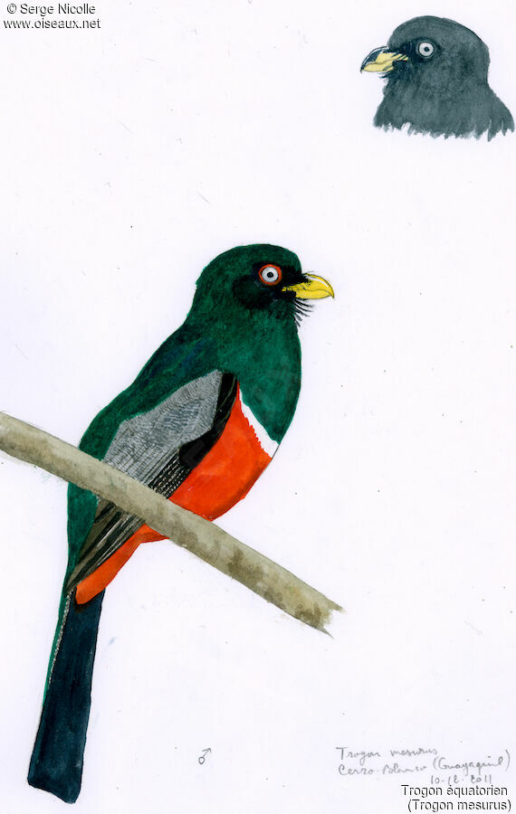 Trogon d'Équateur
