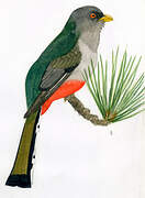 Trogon damoiseau