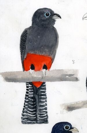 Trogon de Baird