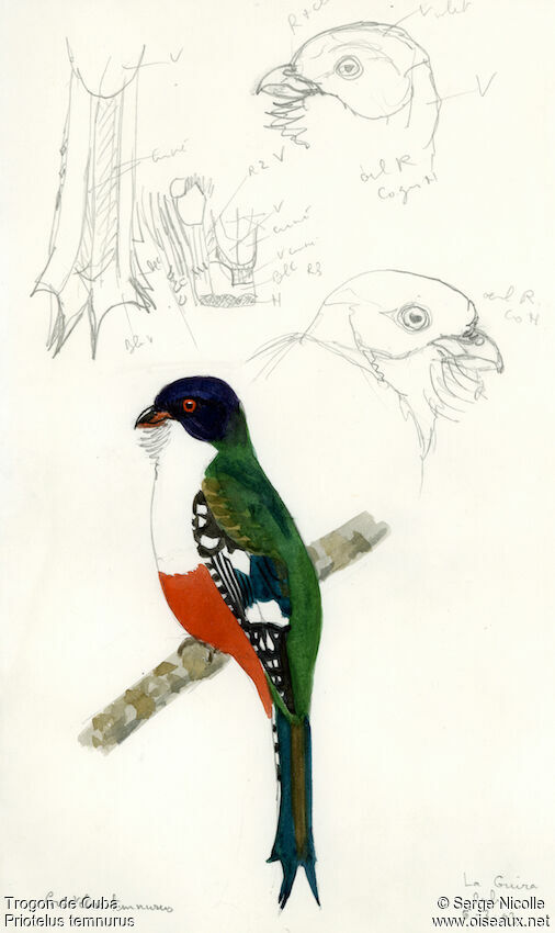 Cuban Trogon, identification