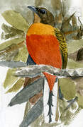 Scarlet-rumped Trogon