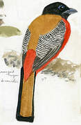 Scarlet-rumped Trogon