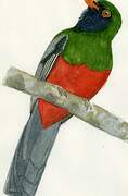 Slaty-tailed Trogon