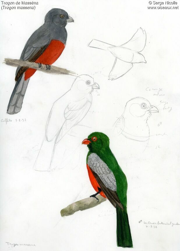 Trogon de Masséna , identification