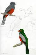 Slaty-tailed Trogon