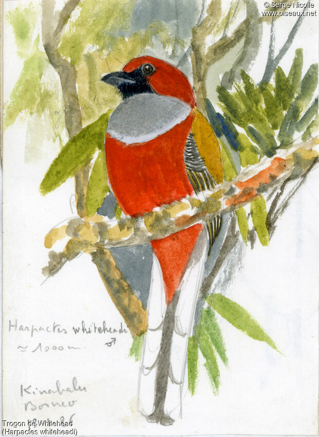 Whitehead's Trogon, identification