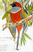 Trogon de Whitehead