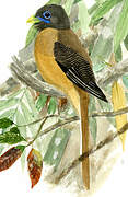 Philippine Trogon