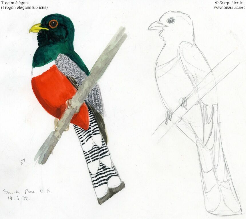 Elegant Trogon, identification