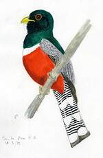 Trogon élégant