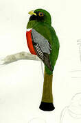 Elegant Trogon