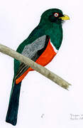 Ecuadorian Trogon